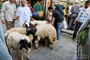 Rebaño de cabras en el centro del Cairo