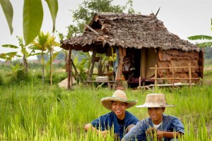 Chicos en los campos de arroz de Chiang Mai
